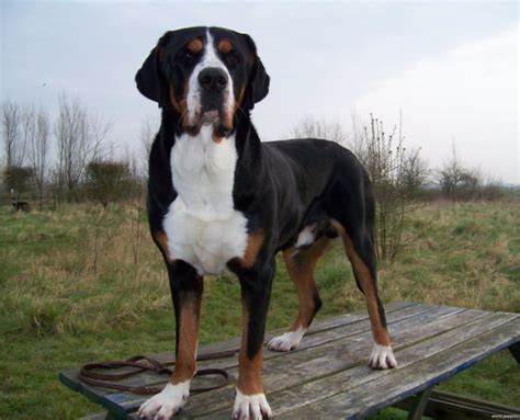 Greater Swiss Mountain Dog Breed Guide Learn About The Greater Swiss