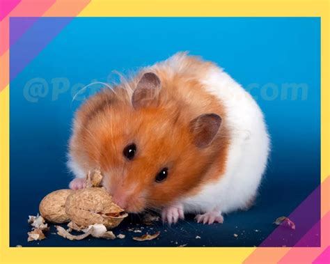 Can Hamsters Eat Peanuts 10 Things You Need To Know Petsandfins