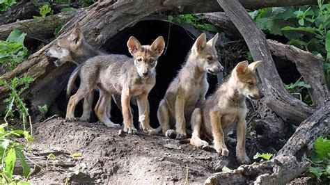 Brookfield Zoo Holds Contest To Name Wolf Puppies Abc7 Chicago