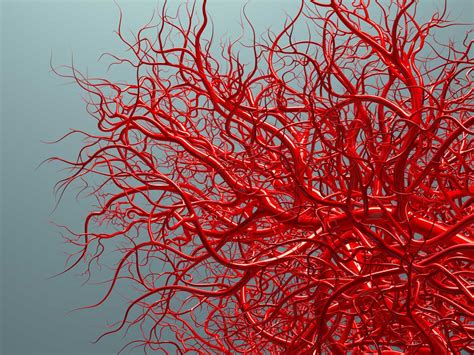 A Mechanism For How New Blood Vessels Are Formed Uncovered