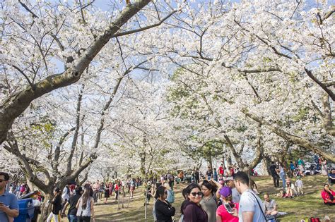 High Park cherry blossoms have reached peak bloom