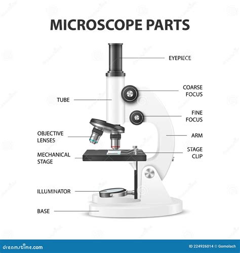 Microscope Parts Structure Anatomy Vector 3d Realistic White