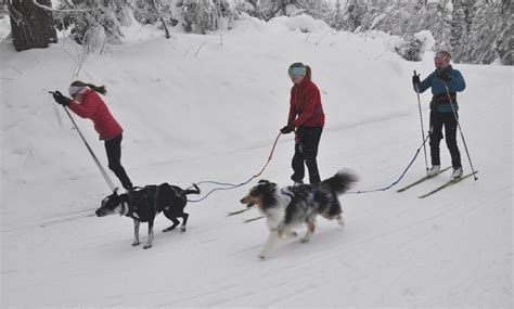 Skijoring Combines Skiing And Dogs Diversions Union