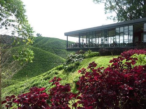 Boh cameron highlands tea is one of malaysia's most popular brand of tea. Cafe 2 - Picture of Boh Tea Plantation, Cameron Highlands ...