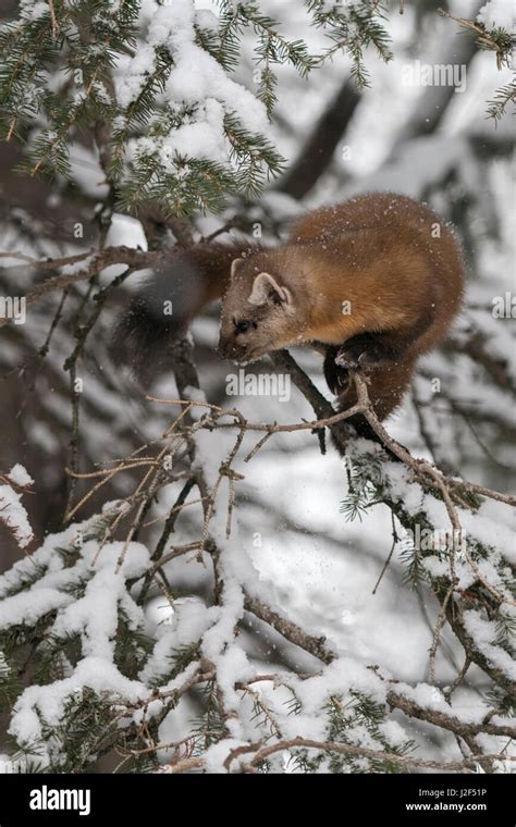 American Marten Climbing Down Tree Hi Res Stock Photography And Images