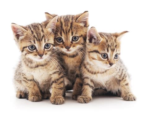 Here are super cool hawaiian cat names for females. Kawaii Neko: 100 Cute Japanese Cat Names With Their ...