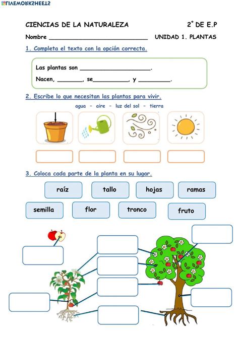 Ficha Online De Las Plantas Para 2º De Primaria Puedes Hacer Los