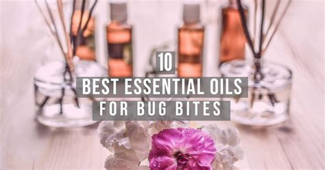 10 Best Essential Oils For Bug Bites Instantly Relieve Bug Bites And Itching