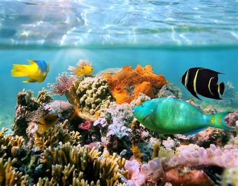 Fish Underwater World Corals Animals Wallpapers Wallpapers Hd