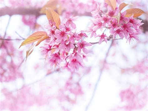 Premium Photo Pink Cherry Blossoms Flower In Full Bloom