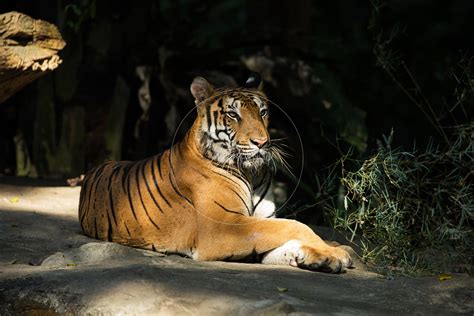 A Photographers View Orange Bengal Tiger At Singapore Zoo