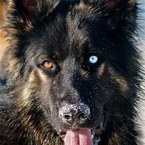 Blue Eyed German Shepherd Rarity Cost And Temperament World Of Dogz
