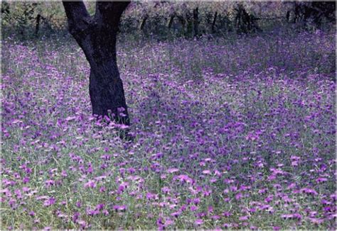 Fine Art Photography By Tony Winfield Purple Meadow Kefalonia