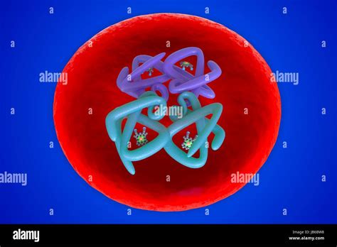 Red Blood Cell Structure Illustration Haemoglobin Molecule Inside A