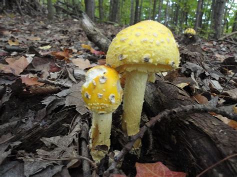 Wild Mushrooms In The Woods Of Michigan Wild Mushrooms Mother Nature