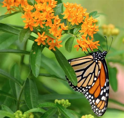 Host Plants For Monarch Butterflies