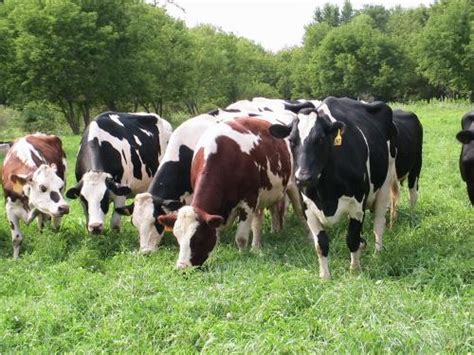 Introduction To Organic Dairy Farming Eorganic