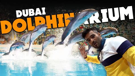 Dubai Dolphinarium Dolphin Seal And Exotic Bird Show Rayna Tours