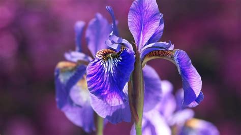 Irises How To Plant Grow And Care For Iris Flowers The Old Farmer