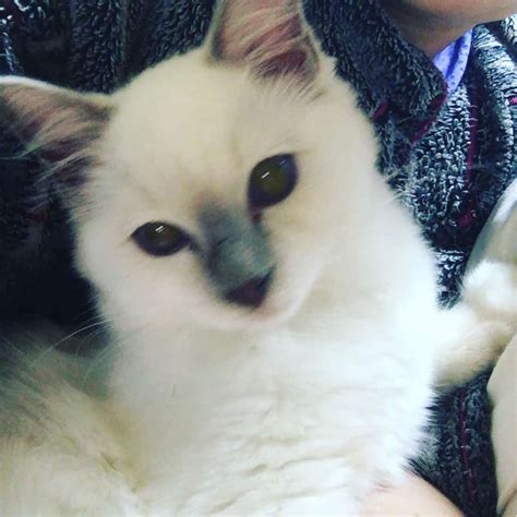Chemo Ragdoll Kitten Of The Month