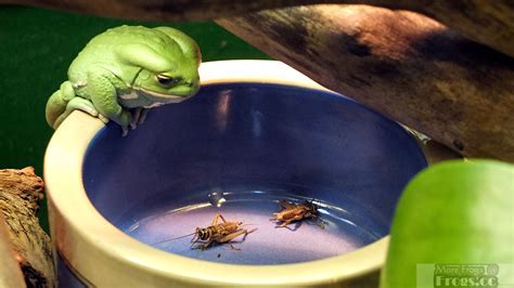 The Best Pet Frogs For Kids Or A First Time Amphibian Owner Pet