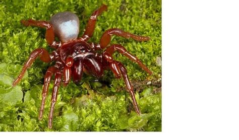 Rare Red Coloured Mouse Spider Photographed Australian Geographic