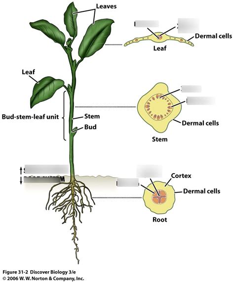 Vascular Plant Diagram General Wiring Diagram