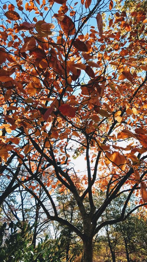 Here you can find the best fall images wallpapers uploaded by our community. Fall Phone Wallpaper - 005