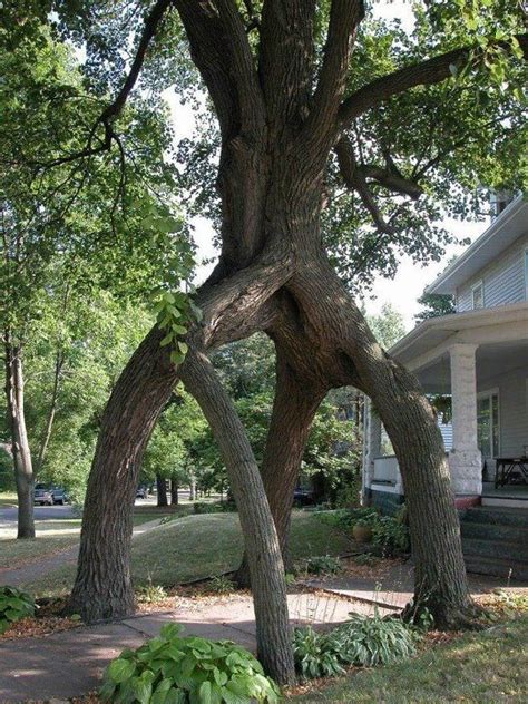 Crazy 4 Trunks On 1 Tree Amazing Nature Amazing Art Lovely Weird