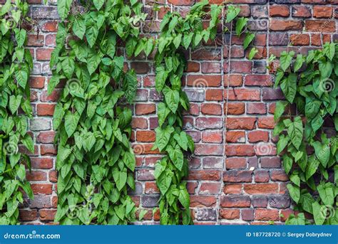 Old Brick Wall With A Climbing Green Plant Stock Photo Image Of