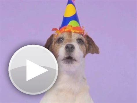Dogs Barking Happy Bday Song Hey Checkout This Animated T Card