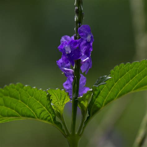 Blue Vervain Plant And Herb Qualities And Uses Kauai Farmacy