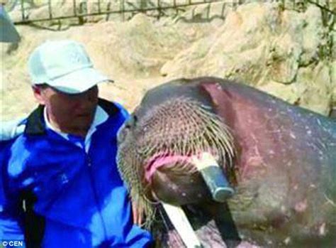 One More Photo Chinese Walrus Drowns Man Taking Selfie Along With