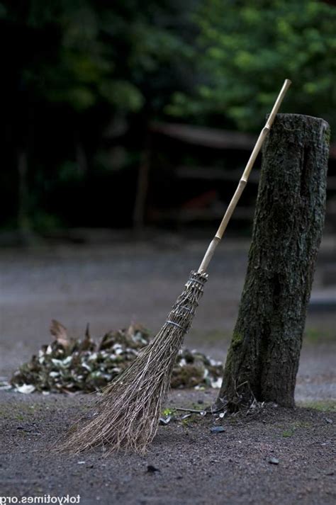 Japanese Broom Photo