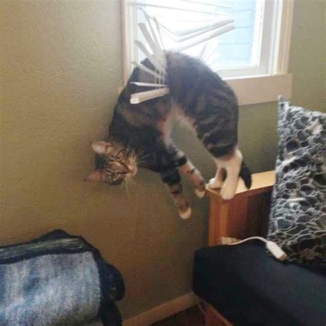 These 18 Awkward Photos Of Cats Stuck
