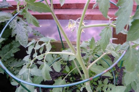 Determinate And Indeterminate Tomato Plants To Prune Or