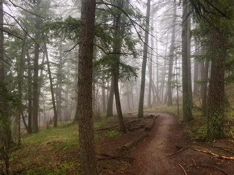 Channeling The Pnw On A Rainy Day On Enchanted Forest Trail In Golden