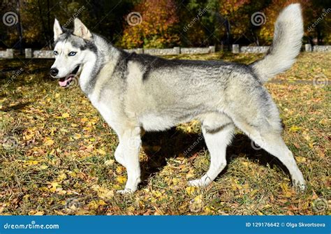 Blue Eyed Siberian Husky Dog Poses Against The Backdrop Of Autumn Stock