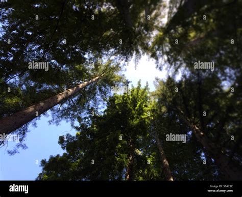 California Redwoods Santa Cruz County California Usa Stock Photo Alamy