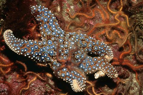 17 Bizarre And Beautiful Starfish Species