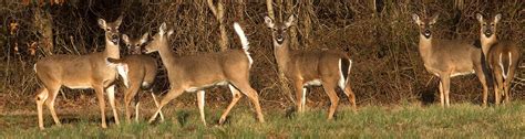 White Tailed Deer Wildlife Illinois