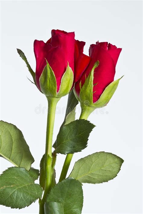 Two Red Roses Stock Photo Image Of Close Flower Open 36890774