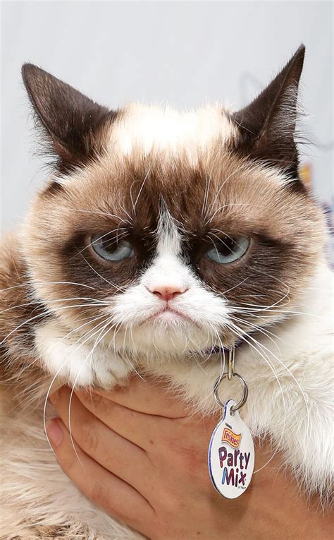 In Loving Memory Of Grumpy Cat The Internets Most Famous Dead At Age