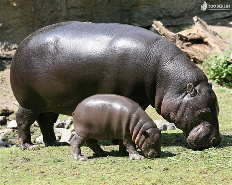 Hippopotamus Latest Profile And Pictures All Wildlife Photographs