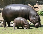 Hippopotamus Latest Profile And Pictures | All Wildlife ...