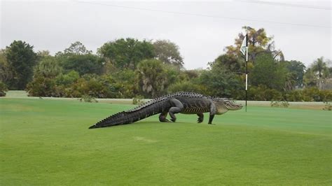 Photos Giant Alligator On A Florida Golf Course Abc7 Chicago