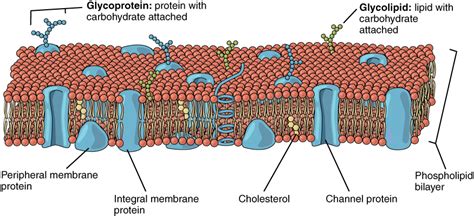 Describes proteins in the plasma membrane. This image shows a lipid bilayer with different types of ...