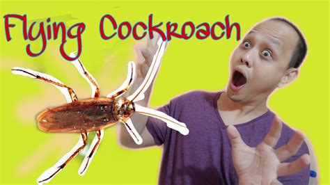 cockroach attack youtube