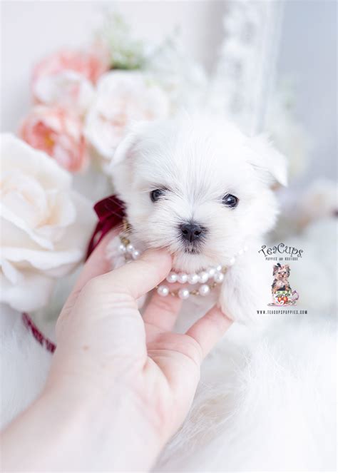 Teacup Maltese Breeders Florida Teacup Puppies And Boutique