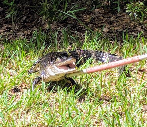 pure florida nuisance alligator removal what to expect after you call the fwc
